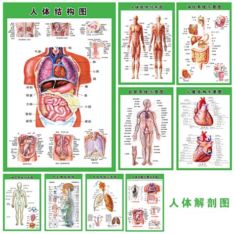 內臟有哪些|人體器官列表